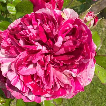 Ziamilva * Santa Giustina (Belluno)