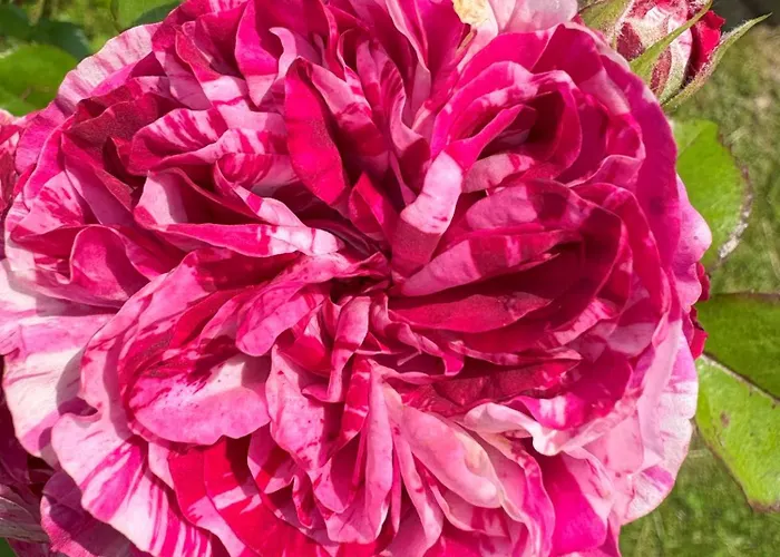 Ziamilva * Santa Giustina (Belluno)